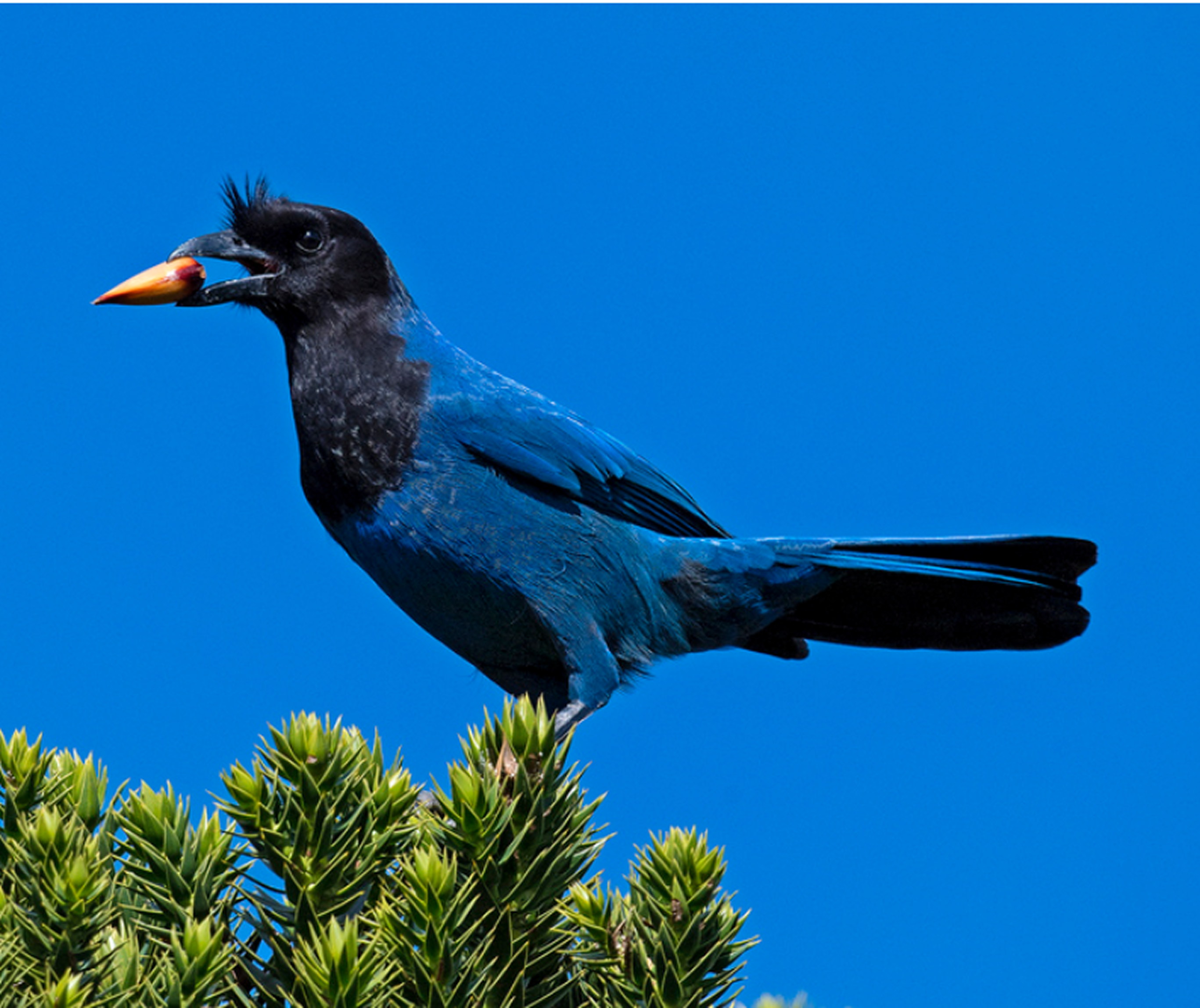 Gralha-azul pousada em uma araucária, com um pinhão no bico
